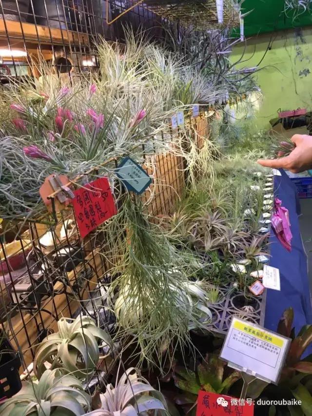 春节花市的鲜花,春节能看花的植物