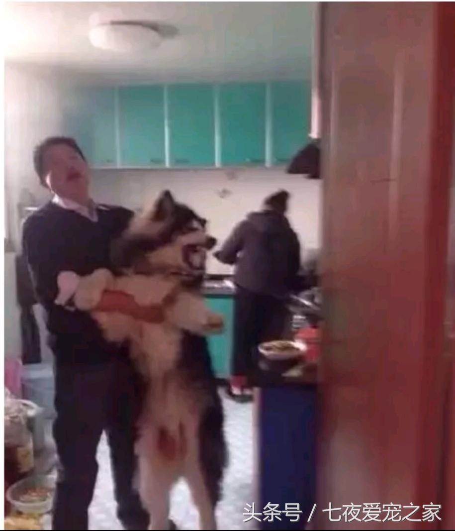在厨房与狗爸发生撕扯大战，这是一只比哈士奇还倔的阿拉斯加！