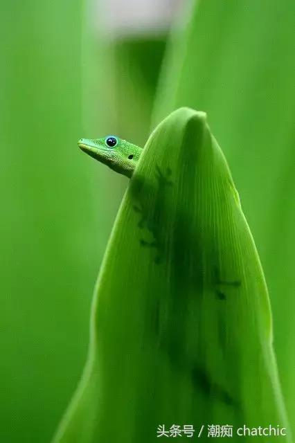 壁纸控喜欢的小清新,壁纸控原神篇