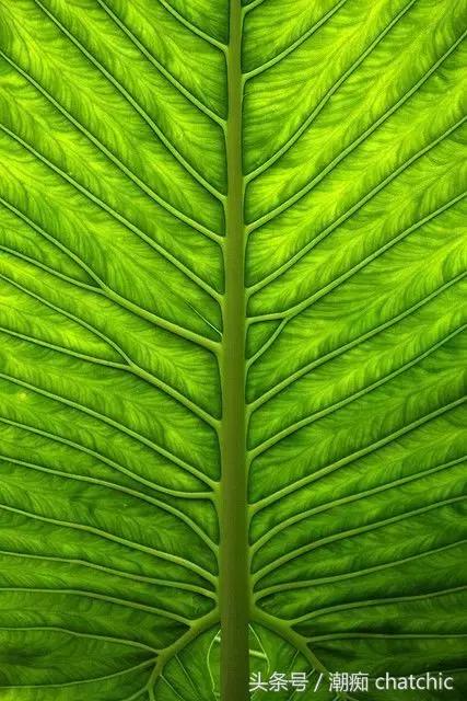 壁纸控喜欢的小清新,壁纸控原神篇