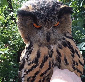 最怂的猫可能是只假猫,一动不动还以为是假猫