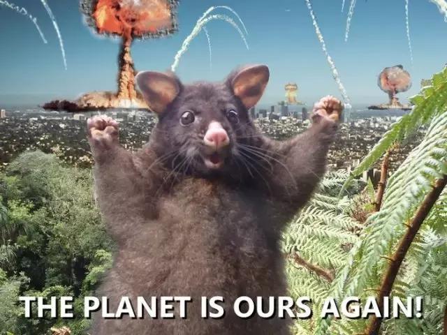 新西兰负鼠是什么,新西兰负鼠