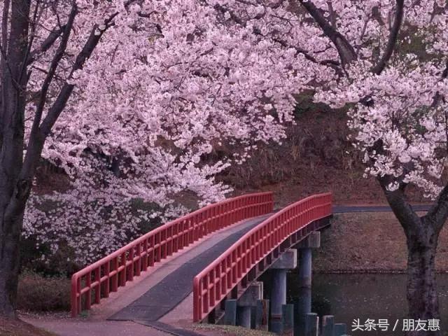 你知道樱花最多的地方在哪,你知道樱花的花期有多长吗
