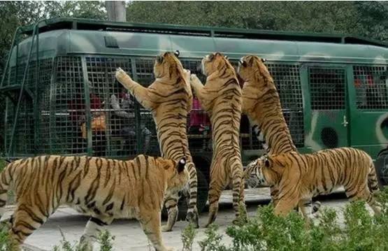 被老虎吃了怎么逃出来,怎样才能不被动物吃掉