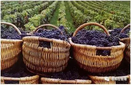 《崔熙在香港》之第八期请到专业人士*法讲**国新西兰红酒啦