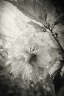 原创|《梦里花落知多少》她说她爱他,那年青梅伴竹马