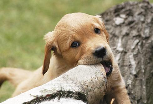 狗狗乱咬东西怎么办小韩教你改掉它的坏习惯