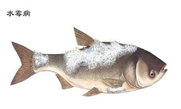 凤尾鱼水霉病和白点病有什么区别,血红鹦鹉鱼白点病和水霉病的区别