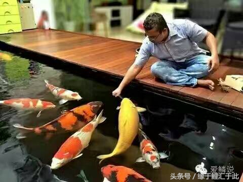 成功的养殖案例分析,成功养虾的经历