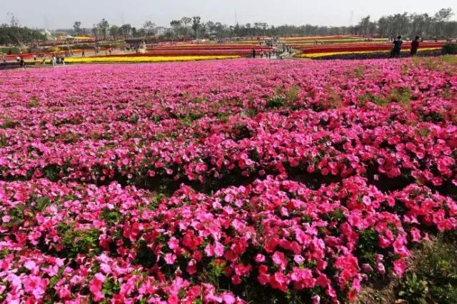 过年上海周边旅游最值得去的地方,上海假期周边旅游攻略大全