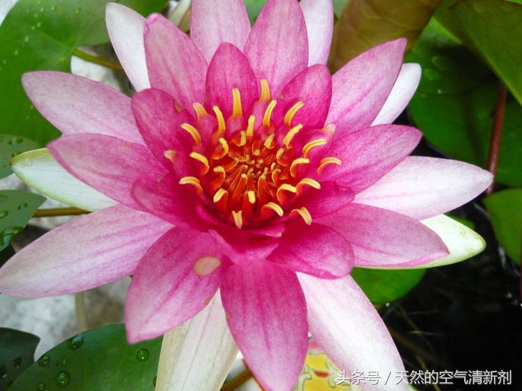 阳台书房小型荷花盆栽,适合在碗里茶杯里养的荷花