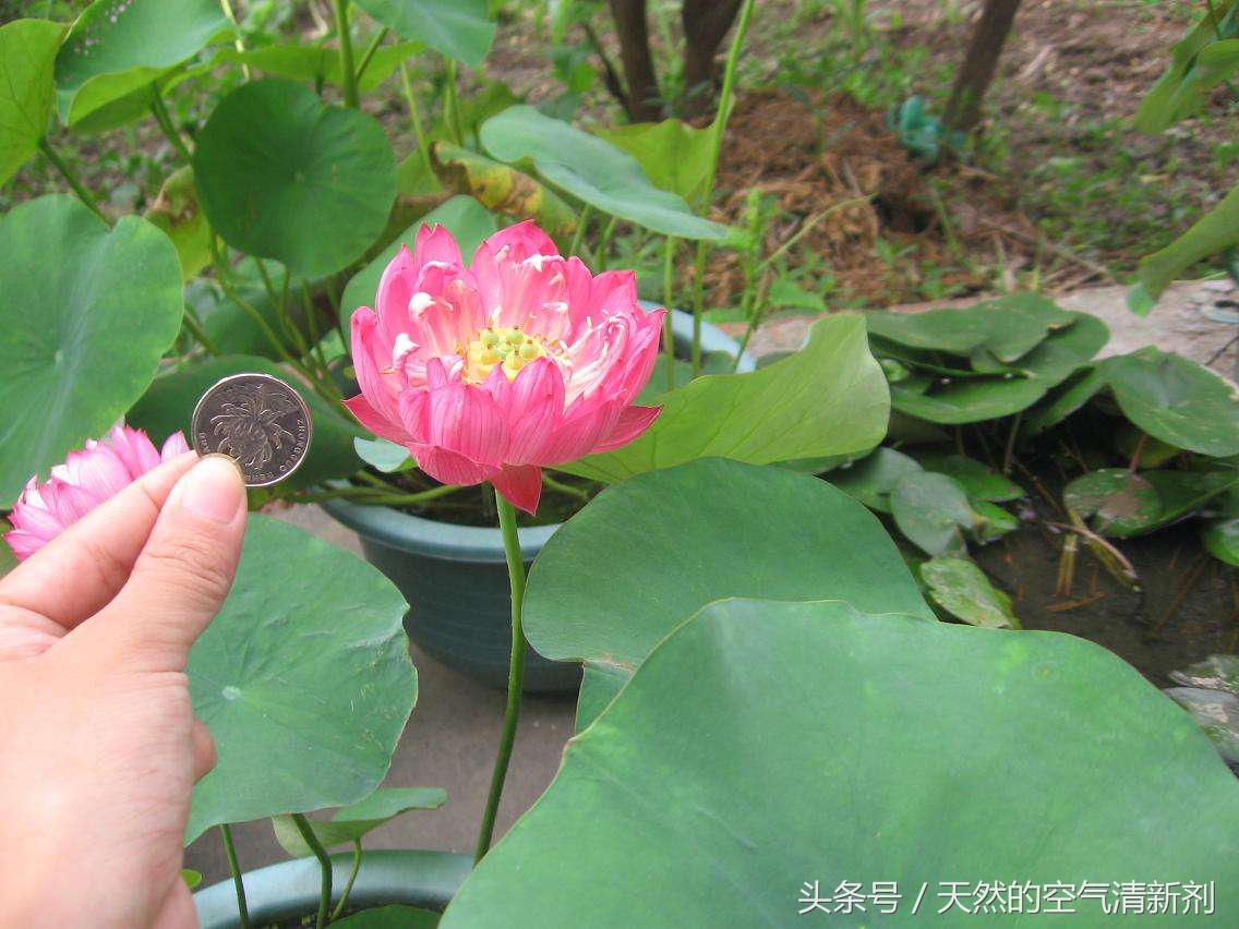 阳台书房小型荷花盆栽,适合在碗里茶杯里养的荷花