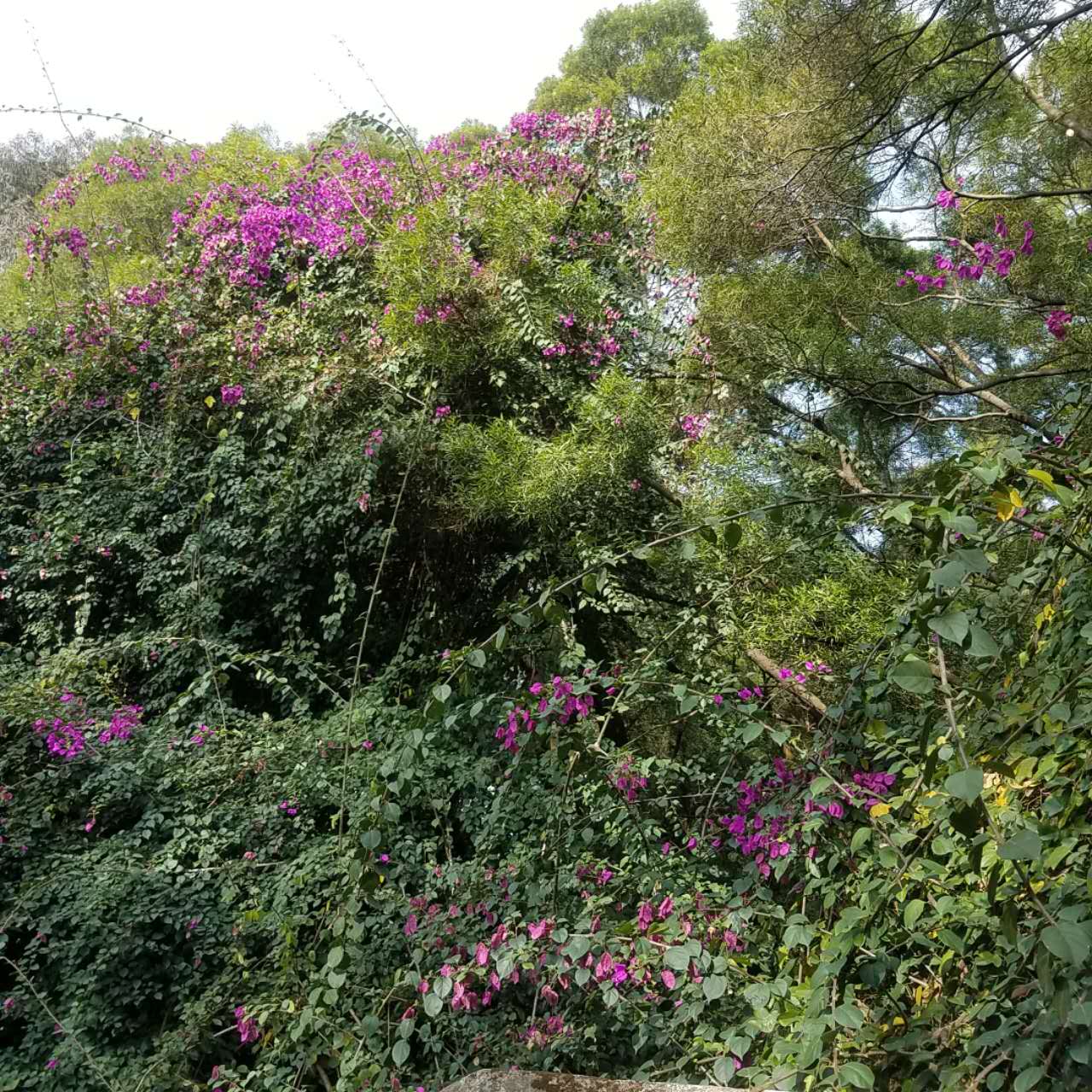 春节去珠海合适吗,珠海港澳游