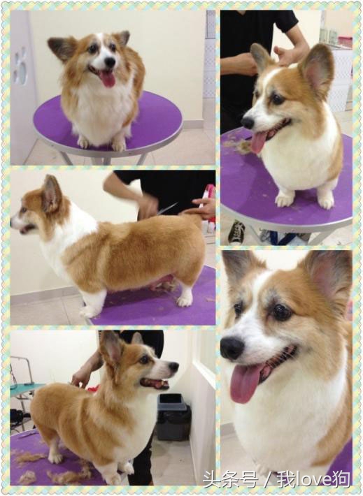 狗狗做美容时很听话的原因是这个?