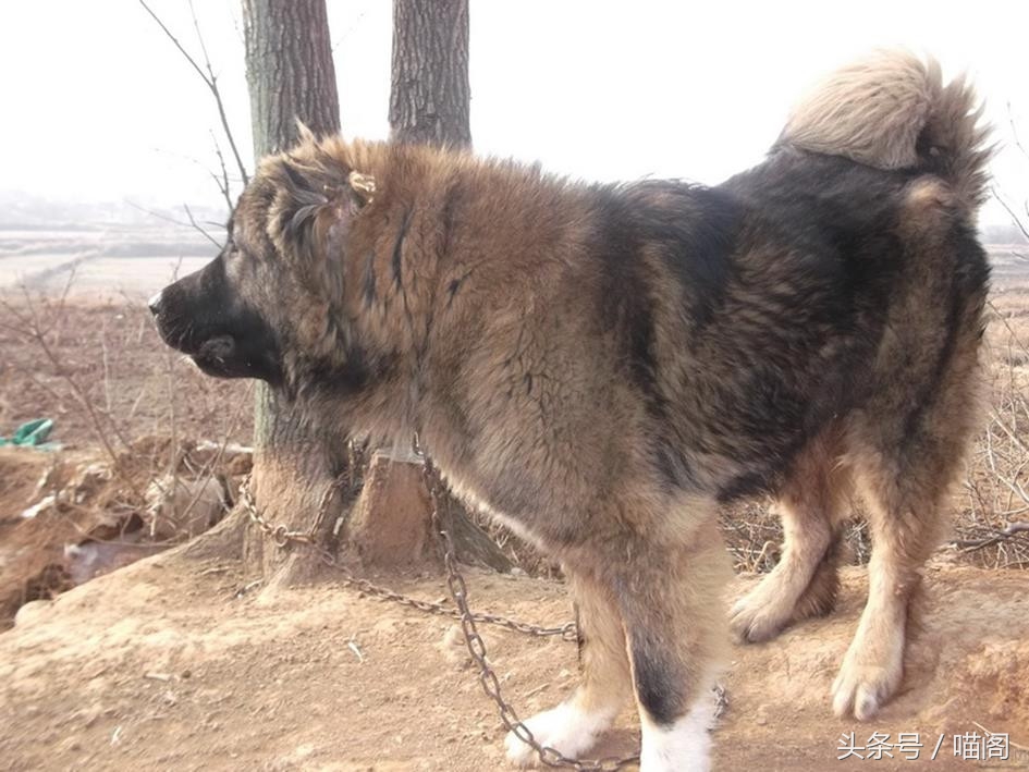 最近世界十大猛犬排行榜介绍,最近世界十大猛犬排行榜