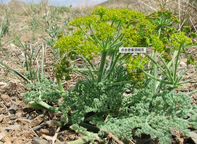 它是植物的分泌物奇臭无比却是止臭、消积的中药