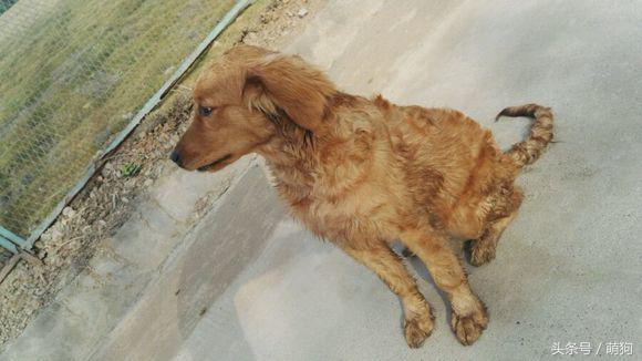 不同的金毛颜色,金毛各种造型