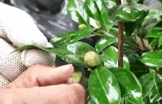 养花盆里各种花怎么修剪,要想养好花只需三种方法