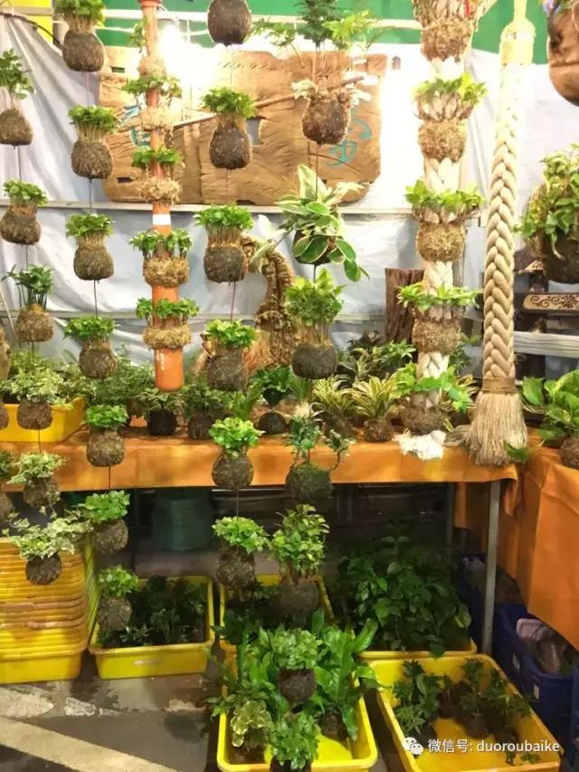 春节花市的鲜花,春节能看花的植物