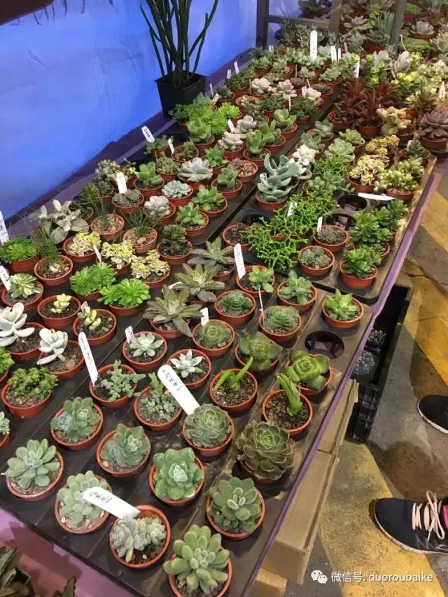 春节花市的鲜花,春节能看花的植物