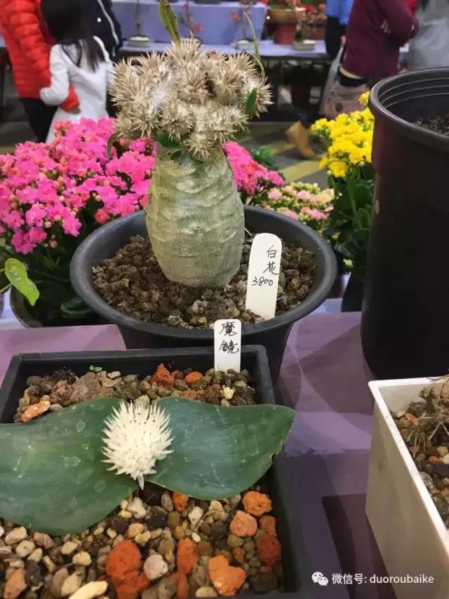 春节花市的鲜花,春节能看花的植物