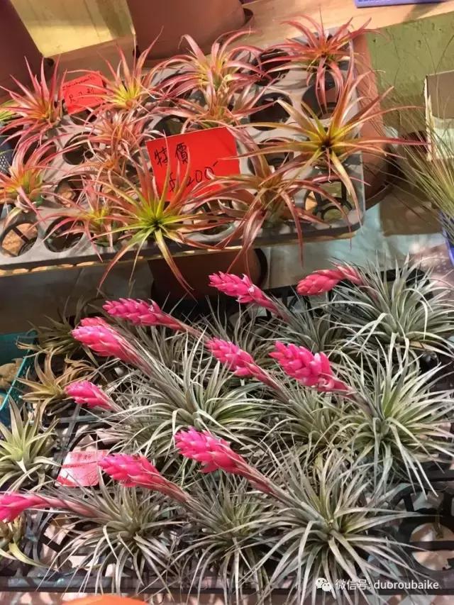 春节花市的鲜花,春节能看花的植物