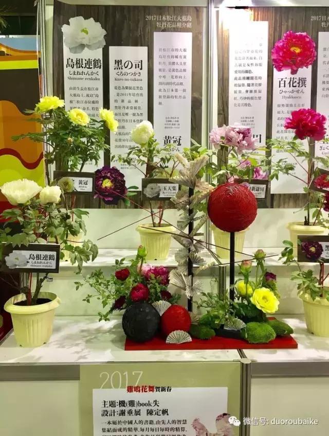 春节花市的鲜花,春节能看花的植物