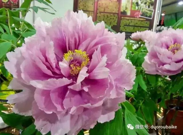 春节花市的鲜花,春节能看花的植物