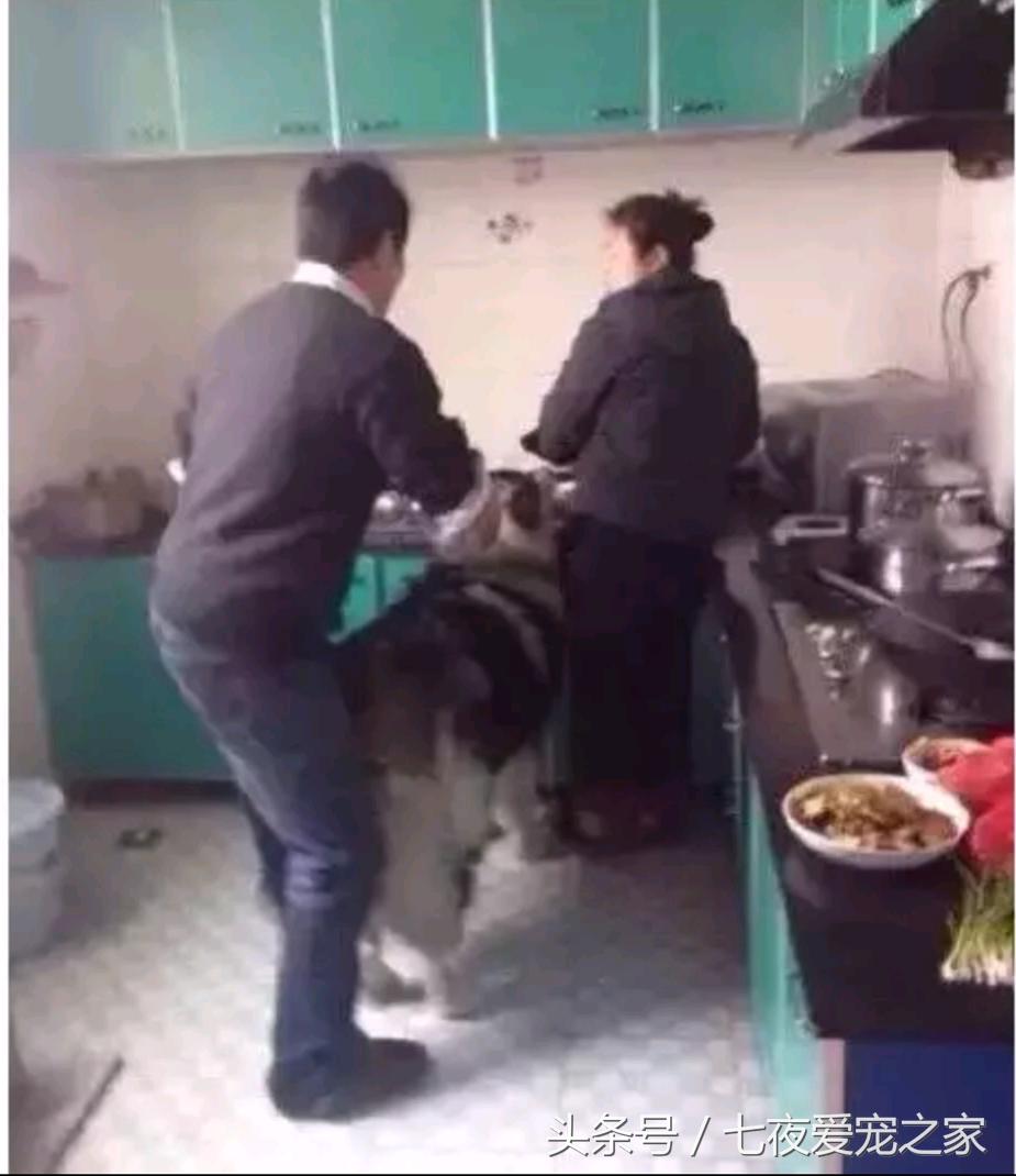 在厨房与狗爸发生撕扯大战，这是一只比哈士奇还倔的阿拉斯加！