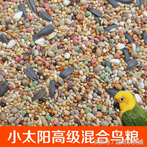 鹦鹉日常食品怎么喂好,超详细科普你的鹦鹉应该吃什么