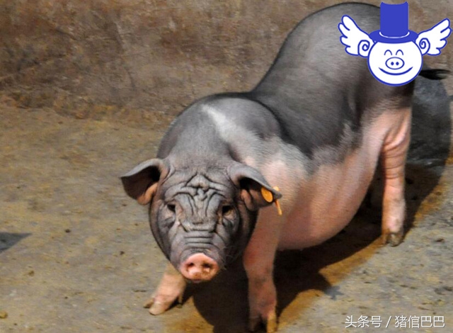 猪场水质不好怎么改善,猪场净化水质药剂