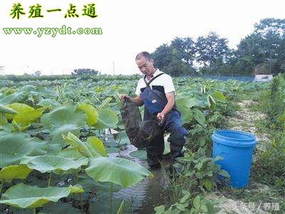 泥鳅套养鱼,泥鳅套养藕方法