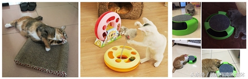 让猫自己在家10天,春节让猫独自在家