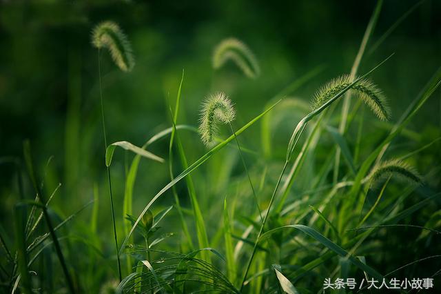 十二生肖男专属幸运花卉,12生肖最佳姻缘表