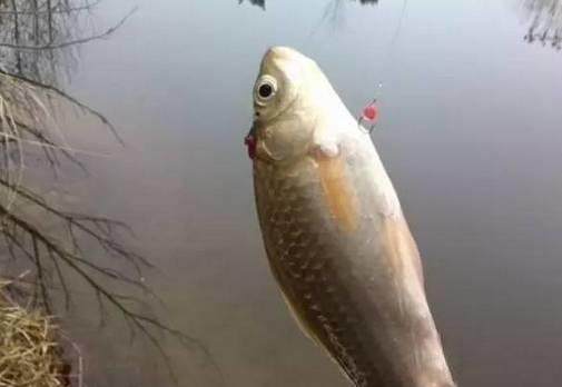 怎么使用拉饵钓鲤鱼,正确使用拉饵的方法