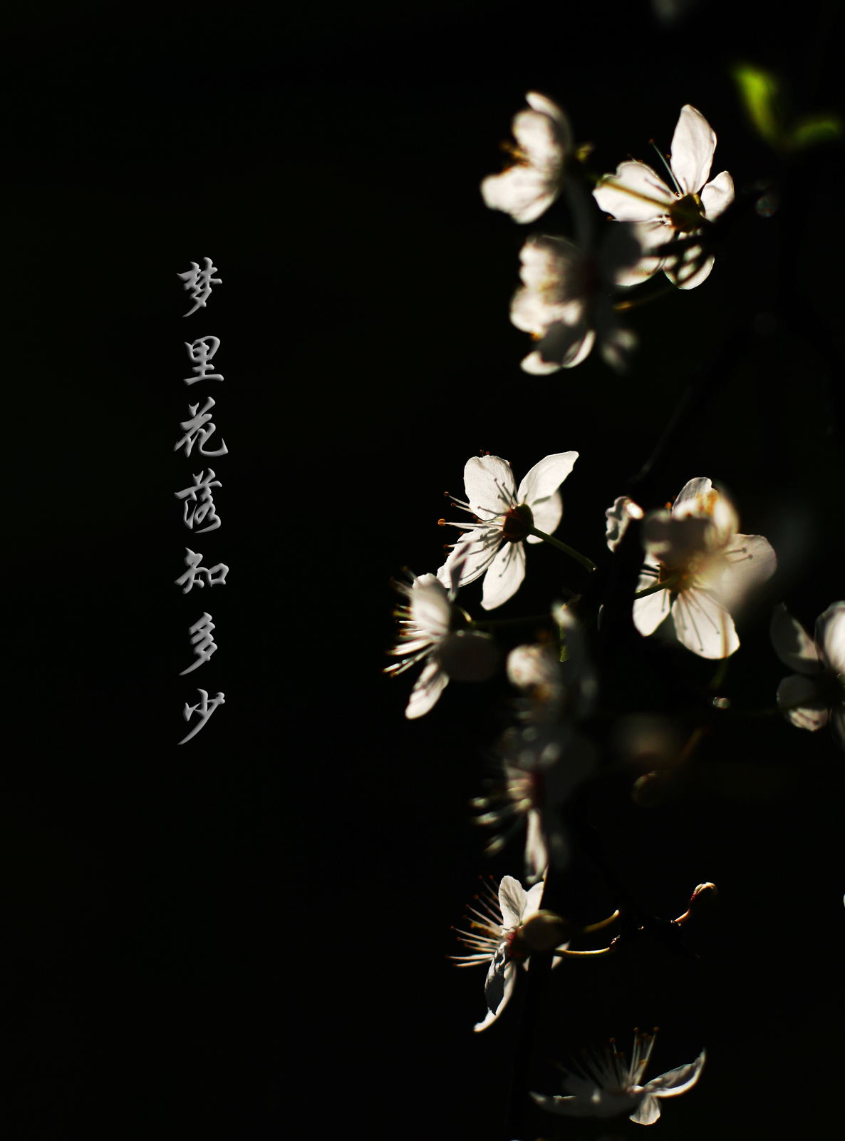 原创|《梦里花落知多少》她说她爱他,那年青梅伴竹马