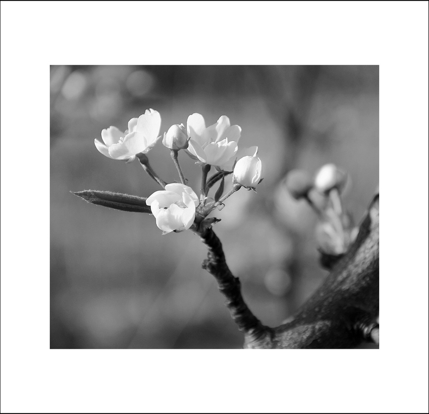 原创|《梦里花落知多少》她说她爱他,那年青梅伴竹马