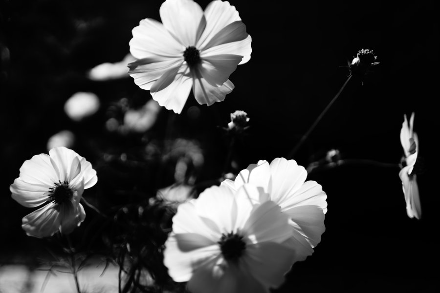 原创|《梦里花落知多少》她说她爱他,那年青梅伴竹马