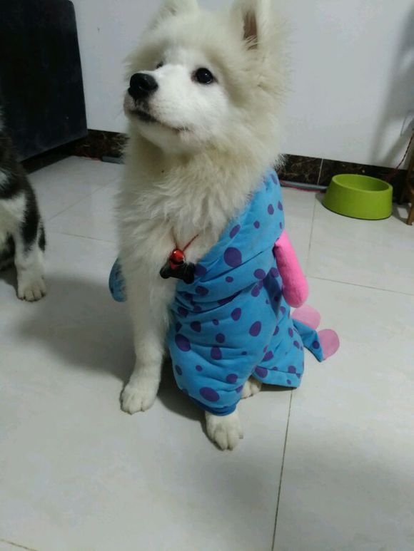 正宗哈士奇三把火,哈士奇三把火原版