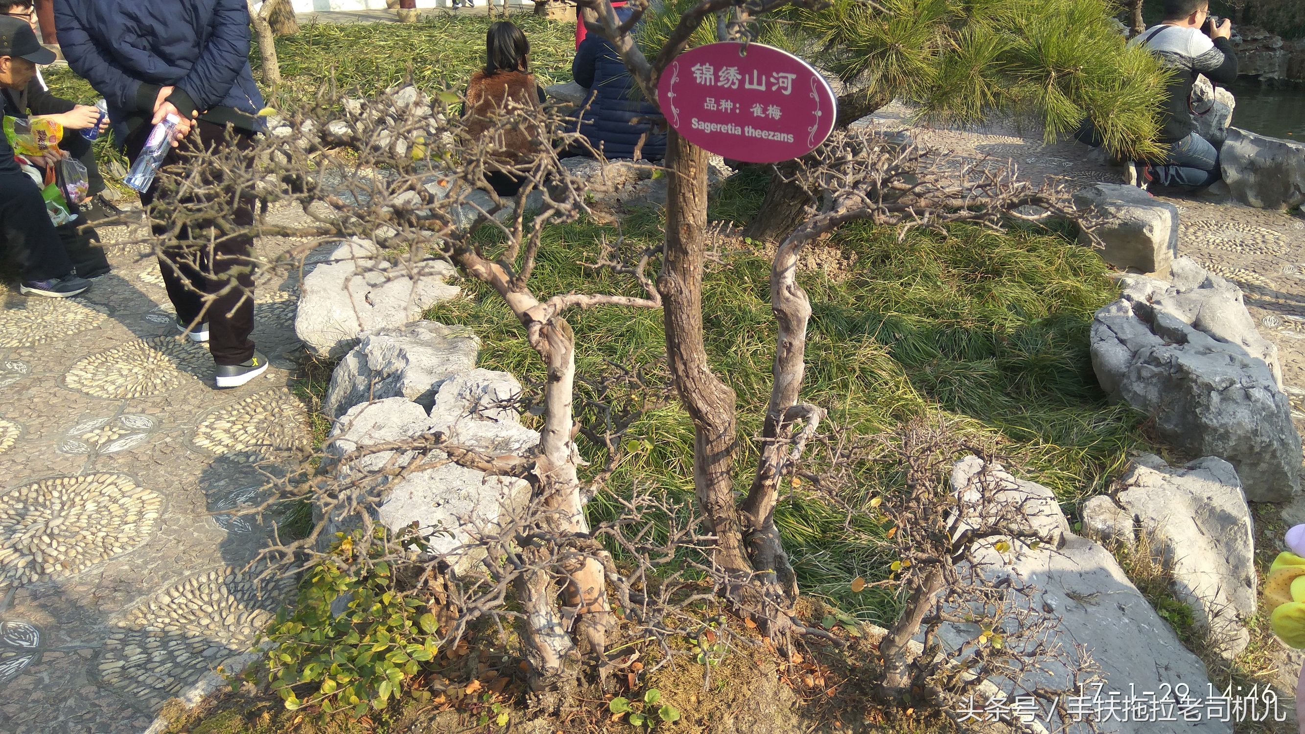 松江醉白池旅游攻略,松江醉白池免费时段