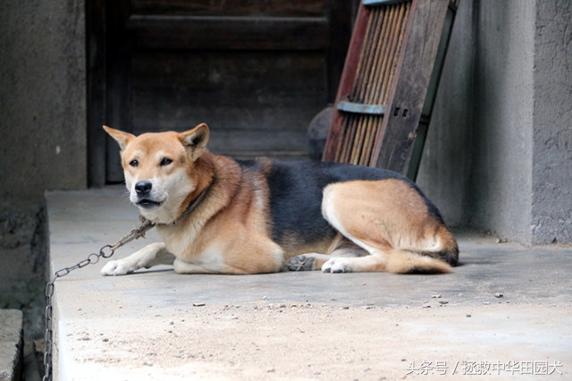 黄毛黑背黑嘴的土狗好不好,看家护院黑背土狗出售