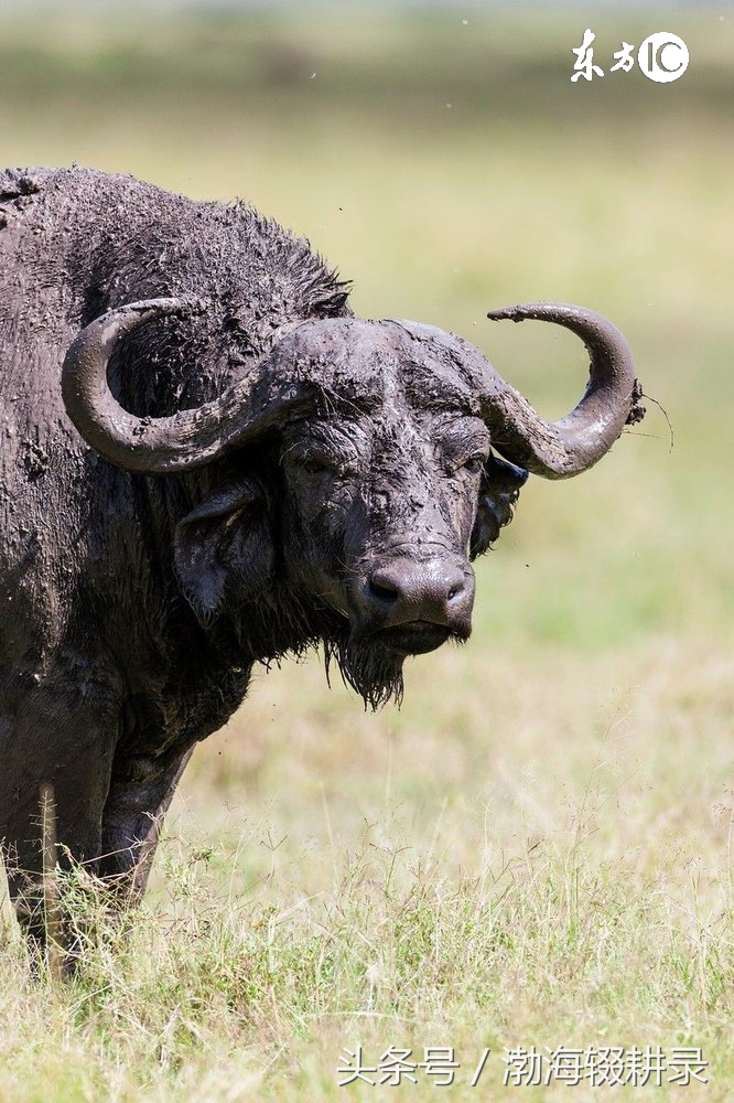 属马与谁相合相冲相害相刑,相冲相合命理