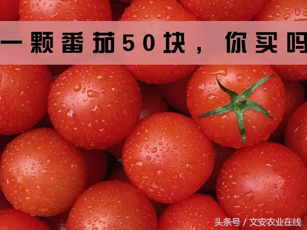 一颗番茄1000块,一颗番茄多少钱