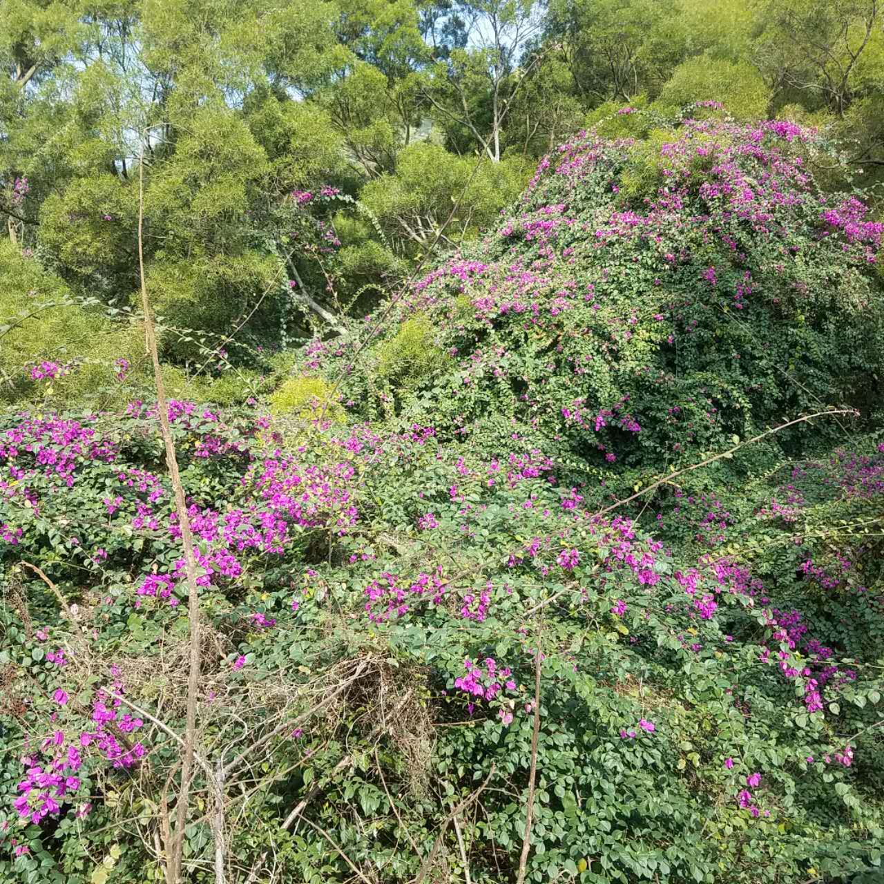 春节去珠海合适吗,珠海港澳游