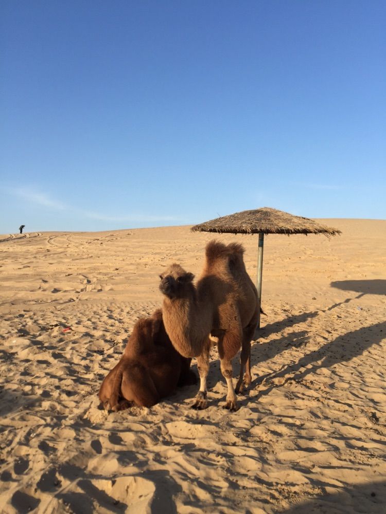 我爱远方风景,我爱远方和自由