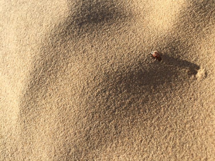 我爱远方风景,我爱远方和自由