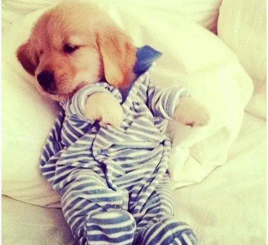 十大狗粮排行榜推荐,十大最好狗粮排行榜