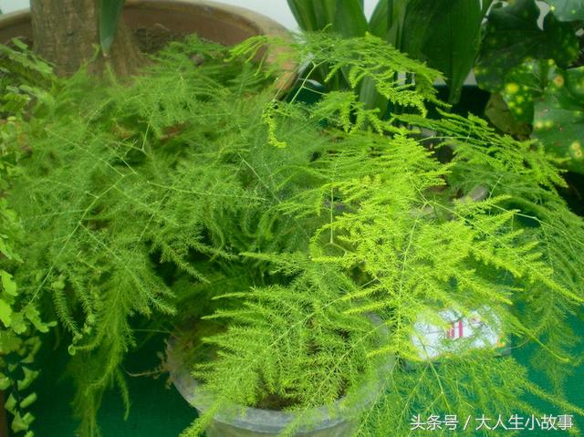 十二生肖男专属幸运花卉,12生肖最佳姻缘表