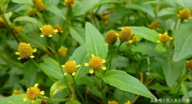 十二生肖男专属幸运花卉,12生肖最佳姻缘表