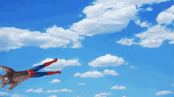 新西兰负鼠是什么,新西兰负鼠